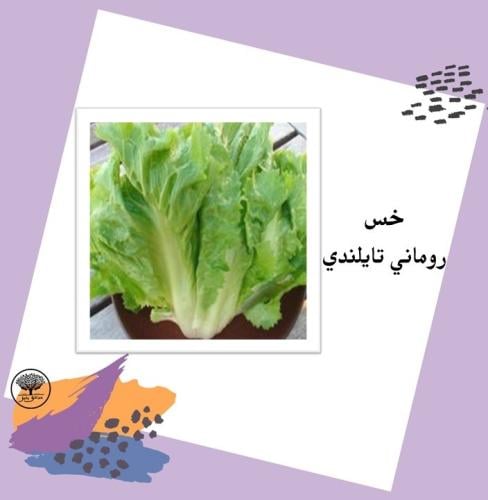 بذور خس روماني تايلندي متوارث