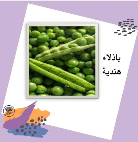 بذور باذلاء هندية متوارث