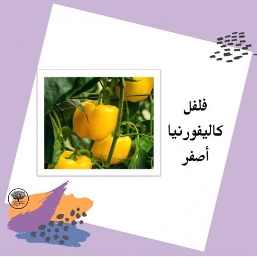 بذور فلفل باردكاليفورنيا الأصفرF1