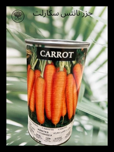 بذور جزر نانتس سكارلت متوارث عبوة متوسطة