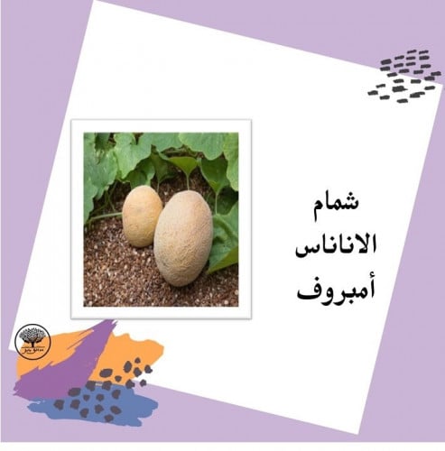 بذور شمام اناناس امبروفF1