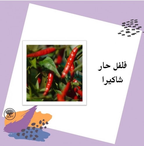 بذور فلفل حار شاكيراf1