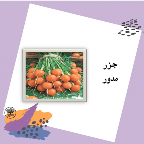 بذور جزر برتقالي مدور متوارث