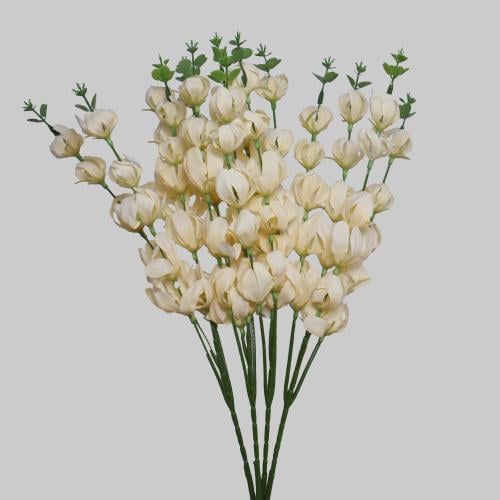 زهور الفيزاليس سكري