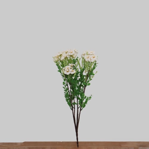 زهور الجلاديواس ابيض