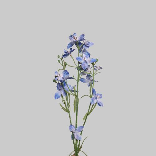 زهور برية ازرق