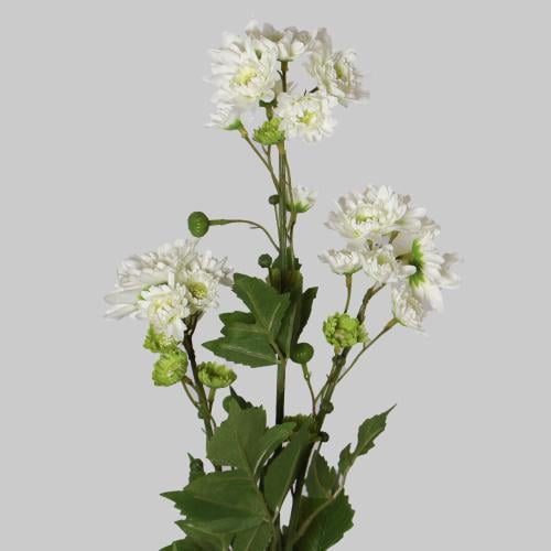 غصن الكريز سكري