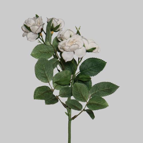 غصن روز ابيض