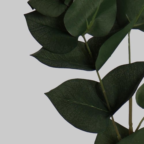 غصن خضار ثلجي