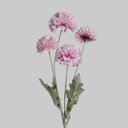 غصن الهندباء وردي فاتح