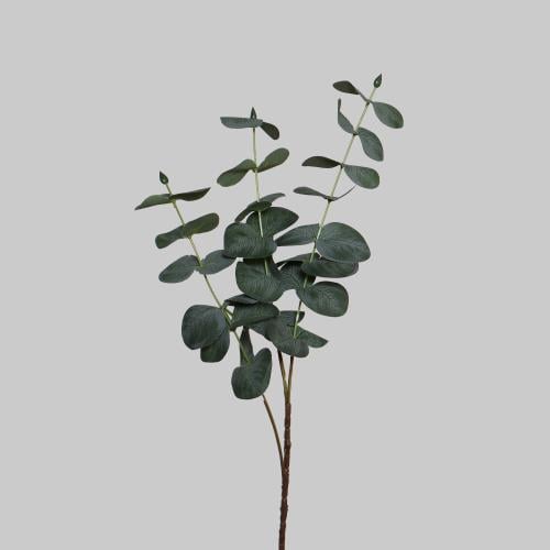 غصن يوكاليبتوس صغير