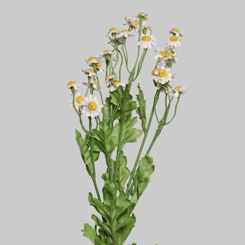 غصن ورد الاقحوان ابيض