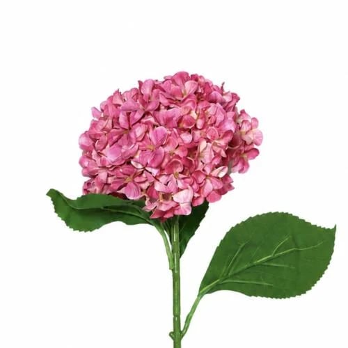 غصن هيدرنجا فوشي