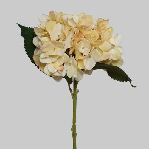 غصن هيدرنجا اصفر