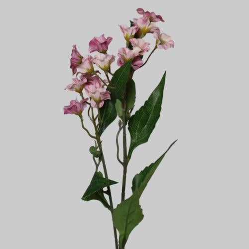 غصن بنتاس وردي