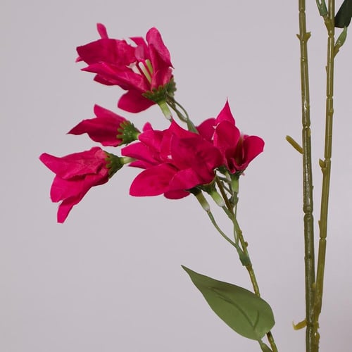 غصن الربيع فوشي