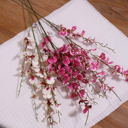 غصن بيبي اوركيد سكري بوردي