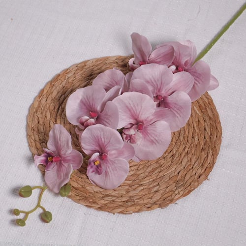 اوركيد موف فاتح