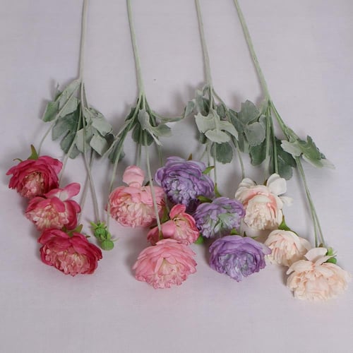 غصن بيوني موف