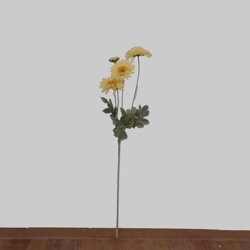 غصن الديزي ابيض