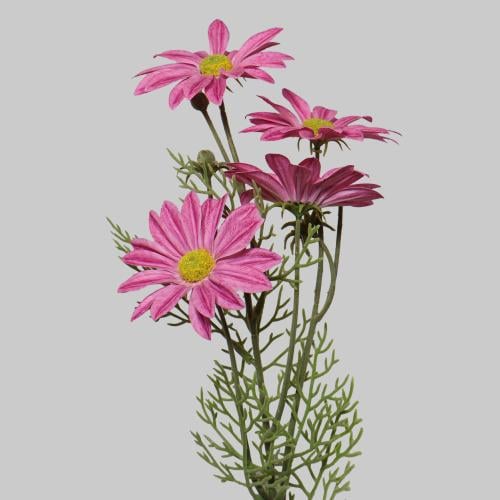 غصن ديزي وردي