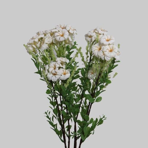 زهور الجلاديواس ابيض