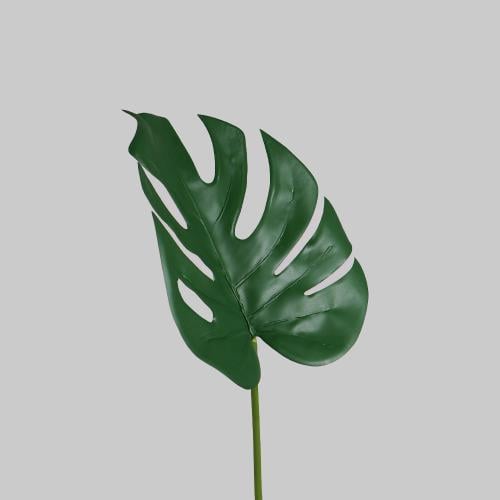 غصن خضار مونيسترا