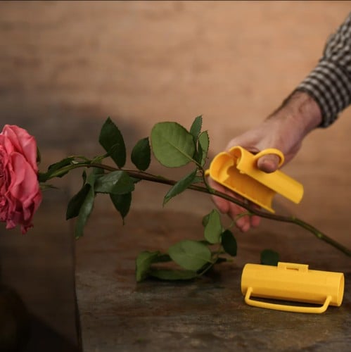 قشارة الورد