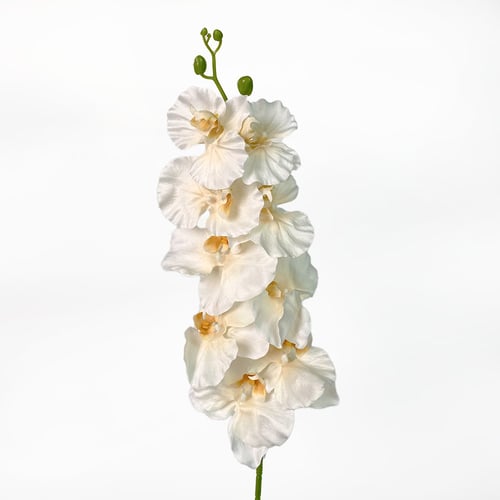 غصن اوركيد اوف وايت