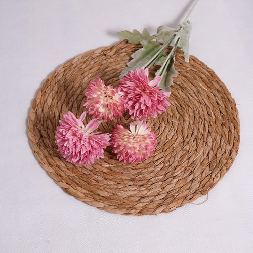 غصن الهندباء وردي