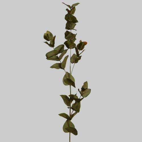 غصن خضار زيتي