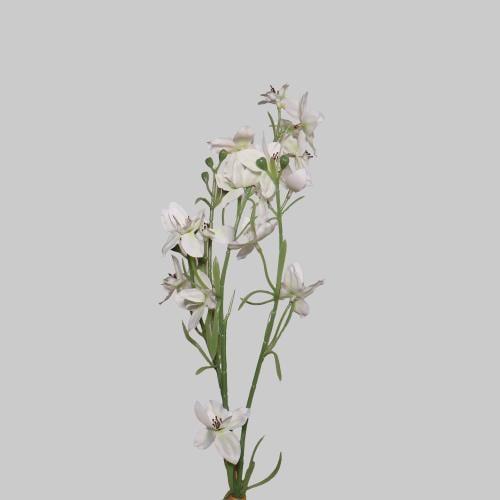 زهور برية ابيض