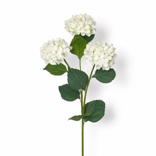 غصن هيدرنجا ابيض