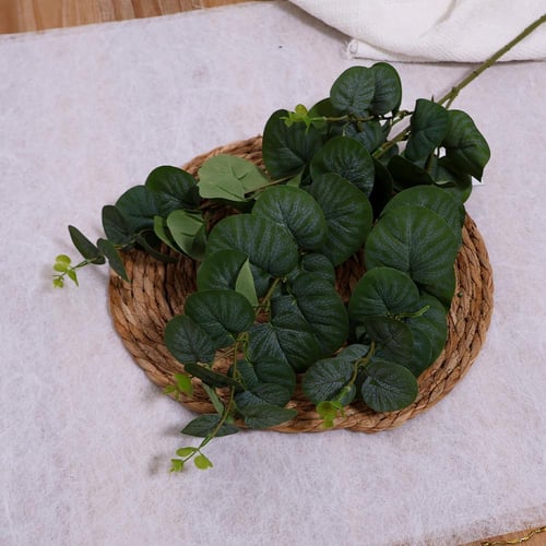 غصن يوكاليبتوس