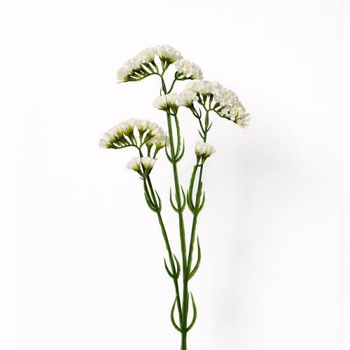 غصن زهور ابيض