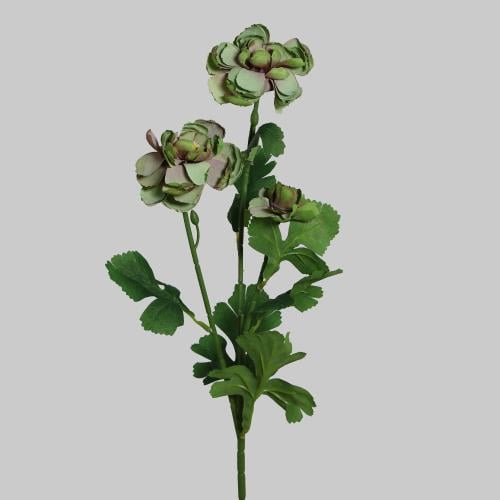 غصن الفاوانيا اخضر