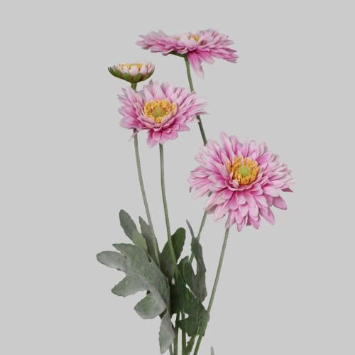 غصن الديزي موف