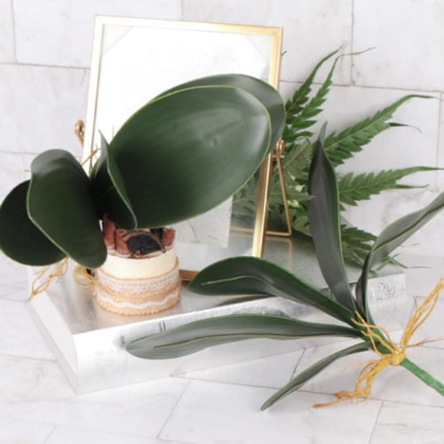 خضار الاوركيد 25 سم