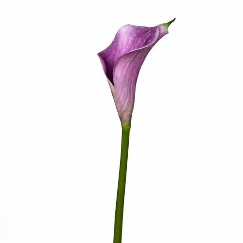 كالا مفردة موف