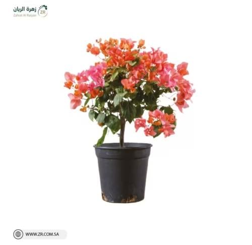 شجرة الجهنمية القزمية الطبيعية