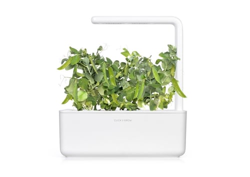 كليك اند غرو بذور و قزم البازلاء / 3 حزم