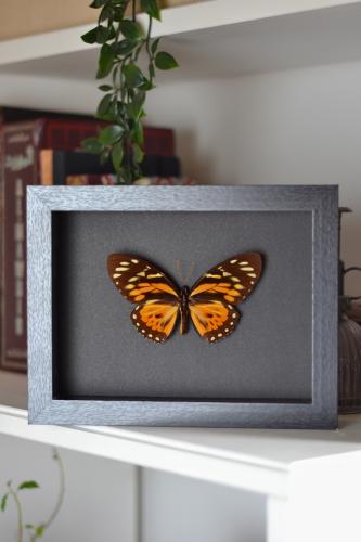 فراشة في إطار متوسط 17x22 سم