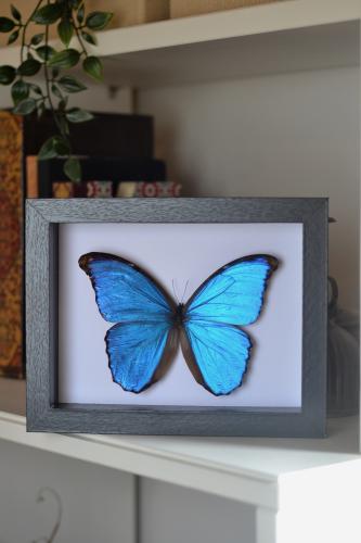 متضررة - فراشة المورفو حجم كبير في إطار متوسط 17x2...