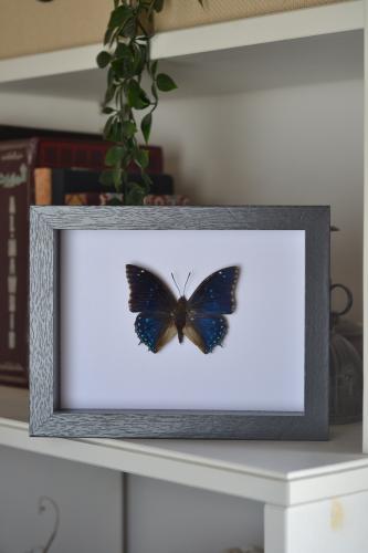 فراشة في إطار متوسط 17x22 سم