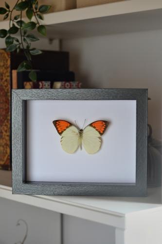 فراشة في إطار متوسط 17x22 سم