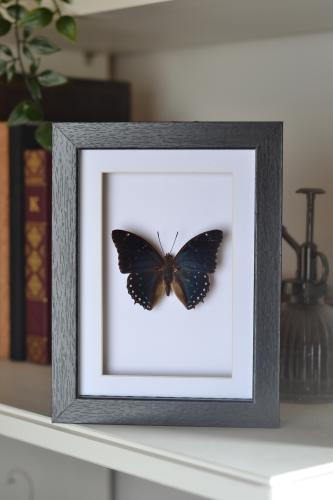 فراشة في اطار صغير 20x16 سم
