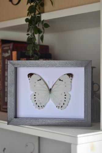 فراشة مورفو لونا في اطار متوسط 17x22 سم
