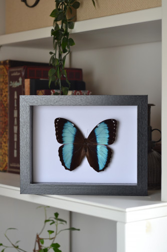 فراشة morpho patroclus في إطار متوسط 17x22 سم
