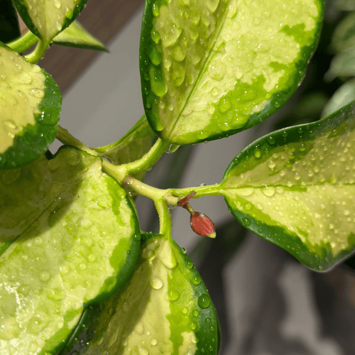 نبات هويا كارنوزا جيمانجد مع مركن اسود