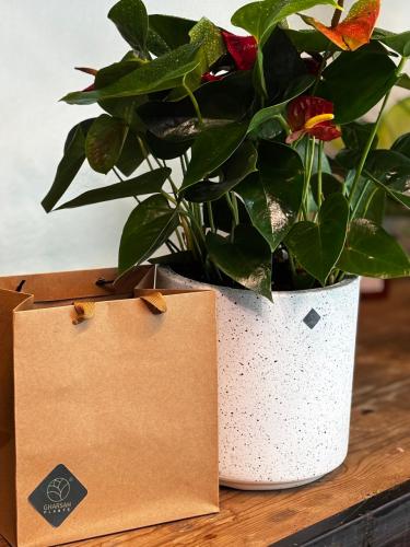 نبته الانتوريوم الزهري والاحمر في مركن ابيض